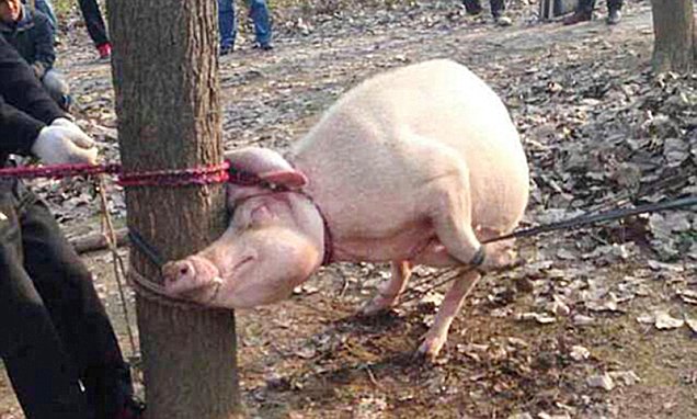 Balita Diserang dan Dimakan Seekor Babi di China